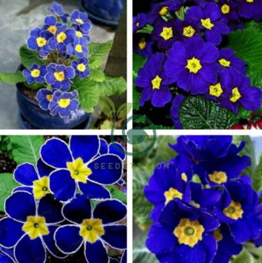 Evening Primrose Blue 400 Seeds