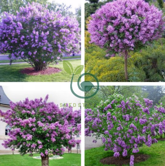 Lilac Plant Japanese Lilac (Extremely Fragrant) Clove Flower 100 Seeds