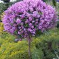 Lilac Plant Japanese Lilac (Extremely Fragrant) Clove Flower 100 Seeds