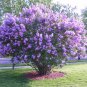 Lilac Plant Japanese Lilac (Extremely Fragrant) Clove Flower 100 Seeds