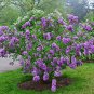 Lilac Plant Japanese Lilac (Extremely Fragrant) Clove Flower 100 Seeds