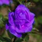 Rare Purple Green Rose Flower 100 Seeds