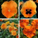 Rare Heirloom Beautiful Orange Pansy 60 Seeds