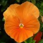 Rare Heirloom Beautiful Orange Pansy 60 Seeds