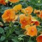 Rare Heirloom Beautiful Orange Pansy 60 Seeds