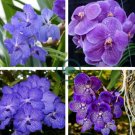 Vanda 200 Seeds