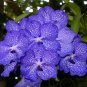 Vanda 200 Seeds