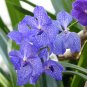 Vanda 200 Seeds