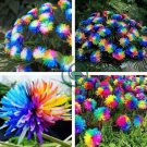 Rare Rainbow Chrysanthemum Flower Indoor Garden 200 Seeds