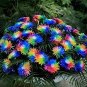 Rare Rainbow Chrysanthemum Flower Indoor Garden 200 Seeds