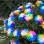 Rare Rainbow Chrysanthemum Flower Indoor Garden 200 Seeds