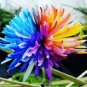 Rare Rainbow Chrysanthemum Flower Indoor Garden 200 Seeds