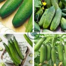 Fruit Cucumber Eaten Raw Vegetable 100 Seeds