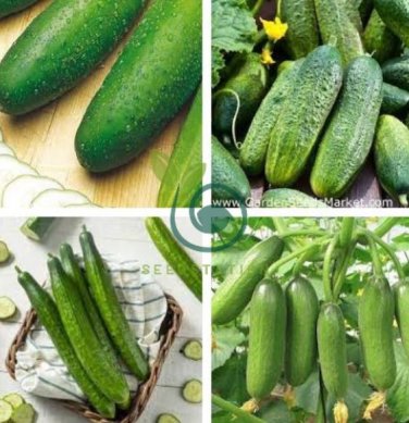 Fruit Cucumber Eaten Raw Vegetable 100 Seeds