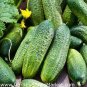 Fruit Cucumber Eaten Raw Vegetable 100 Seeds