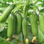 Fruit Cucumber Eaten Raw Vegetable 100 Seeds
