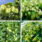 Hops Humulus Lupulus Bonsai 200 Seeds