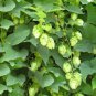 Hops Humulus Lupulus Bonsai 200 Seeds