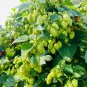 Hops Humulus Lupulus Bonsai 200 Seeds
