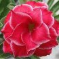Adenium Dark Red & White Flower 4 Seeds