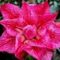 Adenium Dark Red & White Flower 4 Seeds