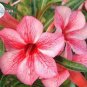 Adenium Dark Red & White Flower 4 Seeds