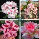 Light Pink Adenium Desert Rose 4 Seeds
