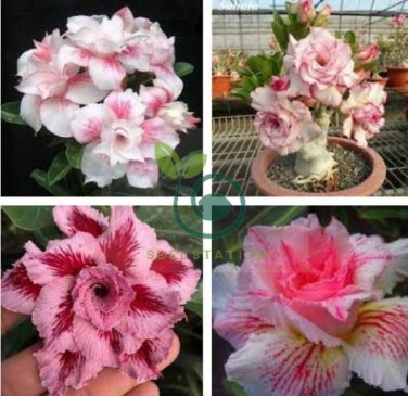 Light Pink Adenium Desert Rose 4 Seeds