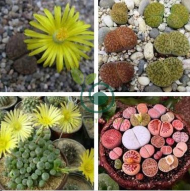 Rare Lithops Hybrid 20 Seeds