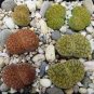 Rare Lithops Hybrid 20 Seeds