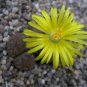Rare Lithops Hybrid 20 Seeds