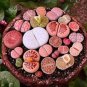Rare Lithops Hybrid 20 Seeds