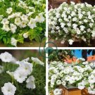 Heirloom Bonsai White Petunia Flower 200 Seeds