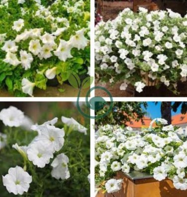 Heirloom Bonsai White Petunia Flower 200 Seeds