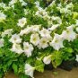 Heirloom Bonsai White Petunia Flower 200 Seeds