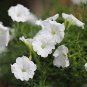 Heirloom Bonsai White Petunia Flower 200 Seeds