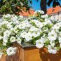 Heirloom Bonsai White Petunia Flower 200 Seeds