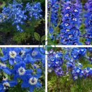 Hardy Perennial Pot Flowers Blue White 200 Seeds