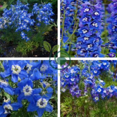 Hardy Perennial Pot Flowers Blue White 200 Seeds