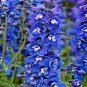 Hardy Perennial Pot Flowers Blue White 200 Seeds