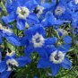 Hardy Perennial Pot Flowers Blue White 200 Seeds