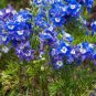 Hardy Perennial Pot Flowers Blue White 200 Seeds