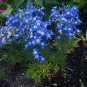 Hardy Perennial Pot Flowers Blue White 200 Seeds