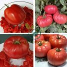 Italian Giant Tomato Tree 200 Seeds