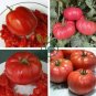 Italian Giant Tomato Tree 200 Seeds