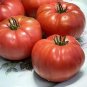 Italian Giant Tomato Tree 200 Seeds