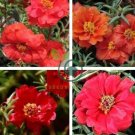 Red Portulaca Grandiflora 200 Seeds
