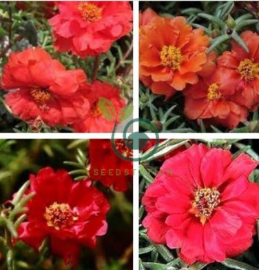 Red Portulaca Grandiflora 200 Seeds