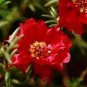 Red Portulaca Grandiflora 200 Seeds