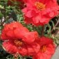 Red Portulaca Grandiflora 200 Seeds